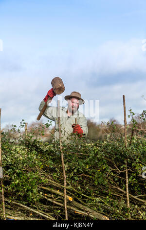 Un concurrent au 39e Championnat national de pose de haies à Stourhead, Stourton, Wiltshire le 28 octobre 2017 Banque D'Images