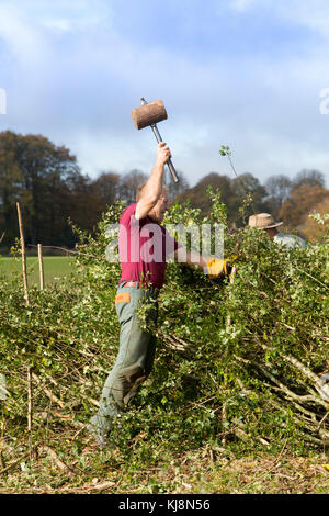 Concurrents au 39e championnat national de pose de haies à Stourhead, Wiltshire, le 28 octobre 2017. Banque D'Images