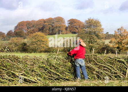 Un concurrent au 39e championnats nationaux de la pose de haie à stourhead, Wiltshire stourton, le 28 octobre 2017 Banque D'Images