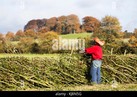 Un concurrent au 39e Championnat national de pose de haies à Stourhead, Stourton, Wiltshire le 28 octobre 2017 Banque D'Images