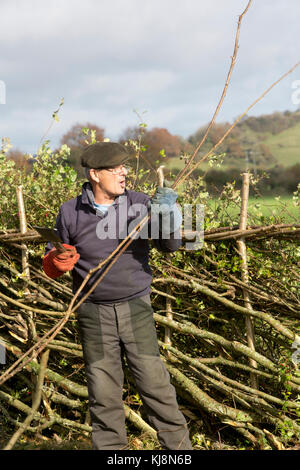 Un concurrent au 39e Championnat national de pose de haies à Stourhead, Stourton, Wiltshire le 28 octobre 2017 Banque D'Images