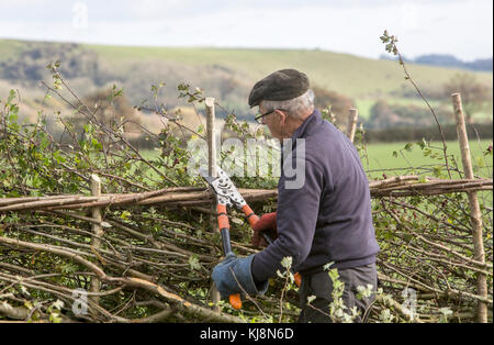 Un concurrent au 39e Championnat national de pose de haies à Stourhead, Stourton, Wiltshire le 28 octobre 2017 Banque D'Images