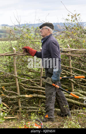 Un concurrent au 39e Championnat national de pose de haies à Stourhead, Stourton, Wiltshire le 28 octobre 2017 Banque D'Images