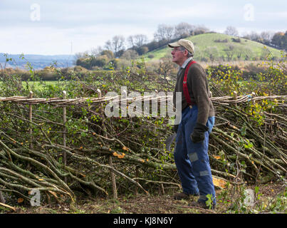 Un concurrent au 39e Championnat national de pose de haies à Stourhead, Stourton, Wiltshire le 28 octobre 2017 Banque D'Images