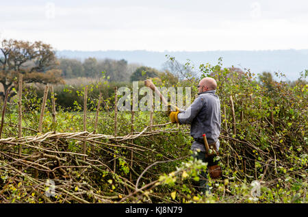 Un concurrent au 39e Championnat national de pose de haies à Stourhead, Stourton, Wiltshire le 28 octobre 2017 Banque D'Images