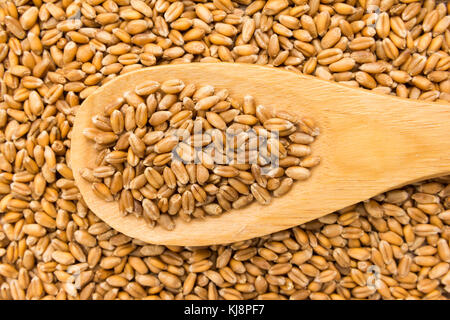 Triticum aestivum est nom scientifique de blé céréale. Également connu sous le nom de trigo (portugais et espagnol). Les grains dans la cuillère en bois. close up. Banque D'Images