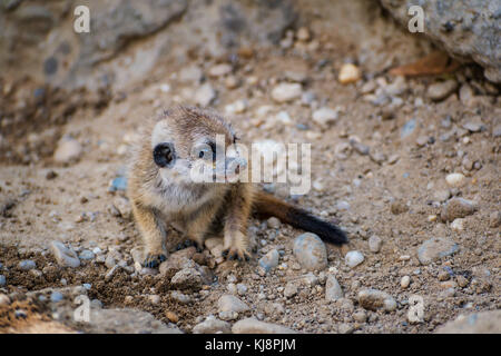 Un très jeune chiot suricate debout sur le sable (Suricata suricatta Banque D'Images