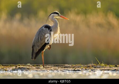 Héron cendré (Ardea cinerea), rétroéclairé, se trouve dans l'eau, Parc national de Kiskunsag, Hongrie Banque D'Images