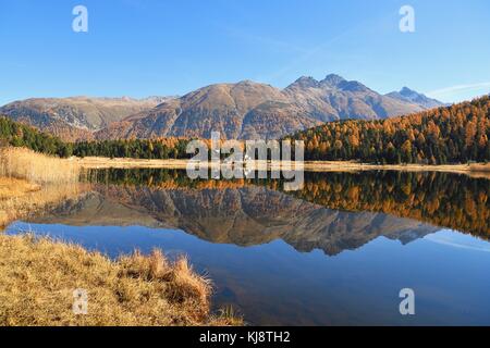 Autumnally forêt de mélèzes colorés reflètent dans le lac de Stazersee, Saint-Moritz, Grisons, Suisse Banque D'Images