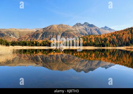 Autumnally forêt de mélèzes colorés reflètent dans le lac de Stazersee, Saint-Moritz, Grisons, Suisse Banque D'Images