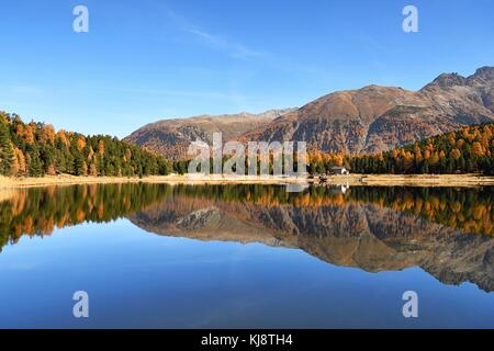 Autumnally forêt de mélèzes colorés reflètent dans le lac de Stazersee, Saint-Moritz, Grisons, Suisse Banque D'Images