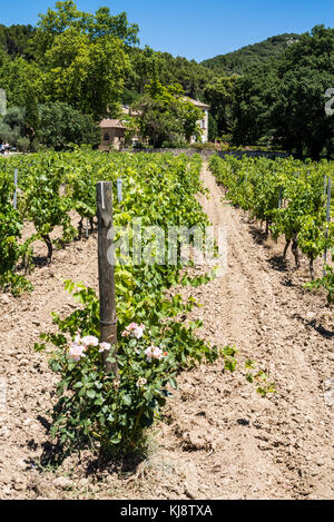 Paysage près de vignoble de Gigondas, la France, l'Europe. Banque D'Images