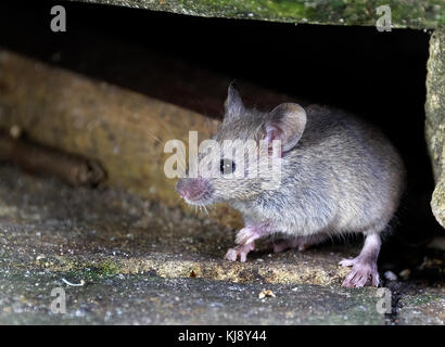 Les souris se nourrissent de gâteaux maison jardin urbain. Banque D'Images