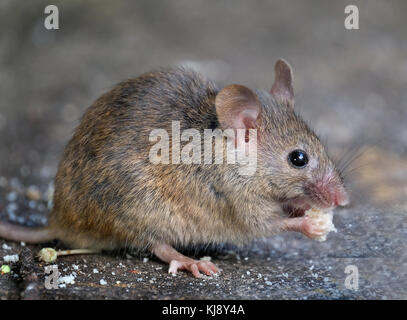 Les souris se nourrissent de gâteaux maison jardin urbain. Banque D'Images