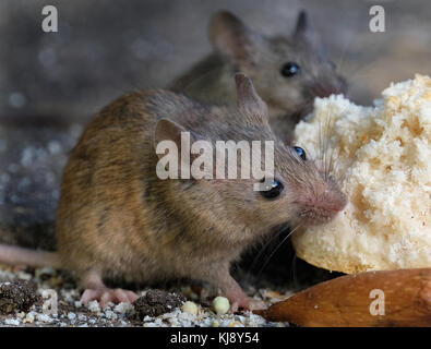 Les souris se nourrissent de gâteaux maison jardin urbain. Banque D'Images