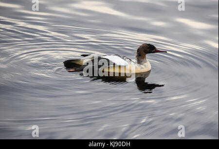 Un grand harle dans l'eau de la baie de Cardiff Banque D'Images