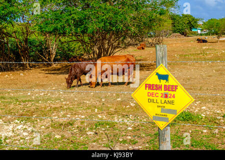 West Bay district, Grand Cayman, îles Caïmans, Nov 2017, la publicité pour la vente de viande bovine d'orientation avec les animaux dans un champ derrière elle. Banque D'Images