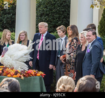 Washington DC, le 21 novembre 2017, États-Unis : le président Donald J Trump poursuit la tradition de Thanksgiving de la Maison Blanche consistant à pardonner des dindes dans le jardin des roses. Patsy Lynch/MediaPunch Banque D'Images