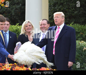 Washington DC, le 21 novembre 2017, États-Unis : le président Donald J Trump poursuit la tradition de Thanksgiving de la Maison Blanche consistant à pardonner des dindes dans le jardin des roses. Patsy Lynch/MediaPunch Banque D'Images
