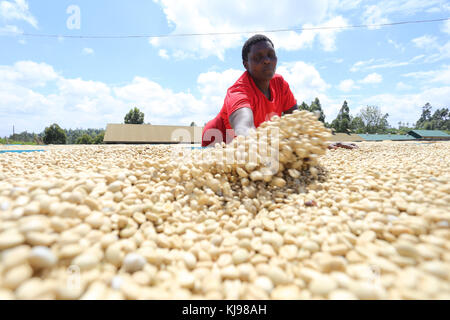 Kenya. 22 novembre 2017. Travailleur qui sèche le café parchemin à la Gikanda Farmers Co-operative Society du comté de Nyeri, à 125 kilomètres au nord de Nairobi, la capitale du Kenya. La saison de récolte du café est à son apogée et les agriculteurs cueillent déjà des baies mûres qu'ils livrent à l'usine locale. Le café est la principale source de revenu pour la plupart des agriculteurs qui gagnent en moyenne 0.8 USD par kilogramme de cerise. Les agriculteurs cultivent du café Arabica, dont les grains sont largement recherchés sur le marché mondial, parmi lesquels des consommateurs en Europe et aux États-Unis. Photo prise le 22 novembre 2017, deux jours après la Cour suprême de Banque D'Images