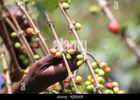 Kenya. 22 novembre 2017. Des baies de café mûres dans une ferme du village de Gichatha-ini dans le comté de Nyeri, à 125 kilomètres au nord de Nairobi, la capitale du Kenya. La saison de récolte est à son apogée et les agriculteurs cueillent déjà des baies mûres qu'ils livrent à l'usine locale. Le café est la principale source de revenu pour la plupart des agriculteurs qui gagnent en moyenne 0.8 USD par kilogramme de cerise. Les agriculteurs cultivent du café Arabica, dont les grains sont largement recherchés sur le marché mondial, parmi lesquels des consommateurs en Europe et aux États-Unis. Photo prise le 22 novembre 2017, deux jours après que la Cour suprême du Kenya a confirmé le président Uhuru Banque D'Images