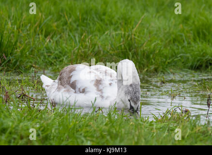 Cygnet Swan (Cygnus olor) Nager dans l'eau dans un champ inondé en automne dans le West Sussex, Angleterre, Royaume-Uni. Banque D'Images