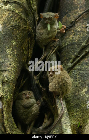 Un groupe familial de tarsier tarsiers (tarsius) nichant dans un arbre dans le parc national de tangkoko, nord de Sulawesi, en Indonésie. Banque D'Images