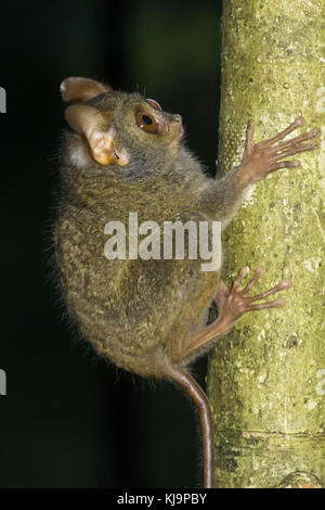 Un groupe familial de tarsier tarsiers (tarsius) nichant dans un arbre dans le parc national de tangkoko, nord de Sulawesi, en Indonésie. Banque D'Images