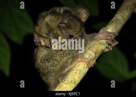 Un groupe familial de tarsier tarsiers (tarsius) nichant dans un arbre dans le parc national de tangkoko, nord de Sulawesi, en Indonésie. Banque D'Images