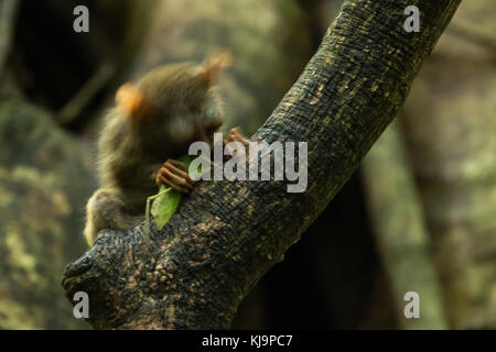 Un groupe familial de tarsier tarsiers (tarsius) nichant dans un arbre dans le parc national de tangkoko, nord de Sulawesi, en Indonésie. Banque D'Images