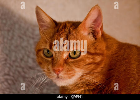 Portrait de chat jaune sur une chaise Banque D'Images