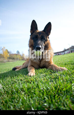 Berger allemand sur l'herbe avec boule verte Banque D'Images