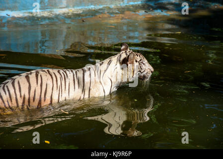 Tiger en captivité en phase de refroidissement Banque D'Images