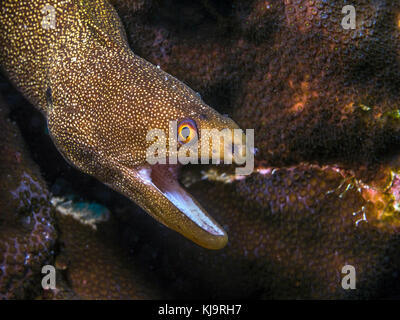 Gymnothorax miliaris, le goldentail moray ou conger moray, est une espèce de poisson marin de la famille des muraenidae Banque D'Images