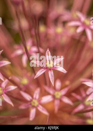 Allium giganteum, nom commun oignon géant, est une espèce asiatique de l'oignon, originaire de l'Asie centrale et du sud-ouest Banque D'Images