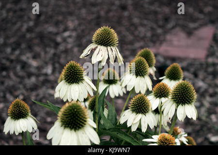 Une belle photo de ce que je crois être une grappe de white swan coneflowers, prises dans les jardins de la gare ferroviaire de Chattanooga, au Tennessee, États-Unis Banque D'Images