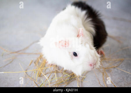 Accueil cobaye (Cavia porcellus) sur le foin, close-up. Banque D'Images
