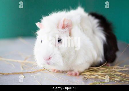 Accueil cobaye (Cavia porcellus) sur le foin, close-up. Banque D'Images