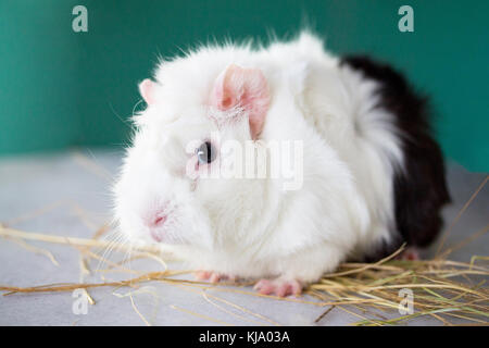 Accueil cobaye (Cavia porcellus) sur le foin, close-up. Banque D'Images