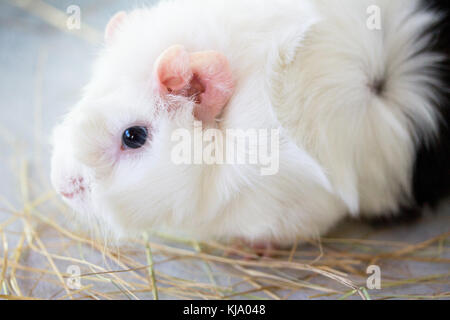 Accueil cobaye (Cavia porcellus) sur le foin, close-up. Banque D'Images