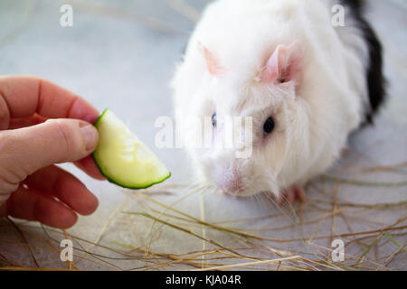 Accueil cobaye (Cavia porcellus) sur le foin, close-up. Banque D'Images