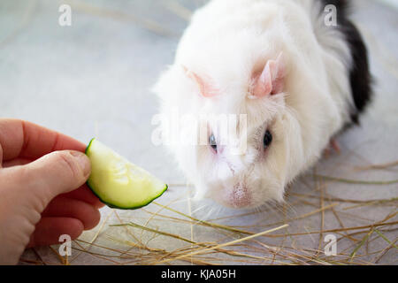 Accueil cobaye (Cavia porcellus) sur le foin, close-up. Banque D'Images