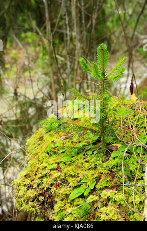 Les jeunes vert-fourrure arbres poussent dans la localité montagneuse Banque D'Images