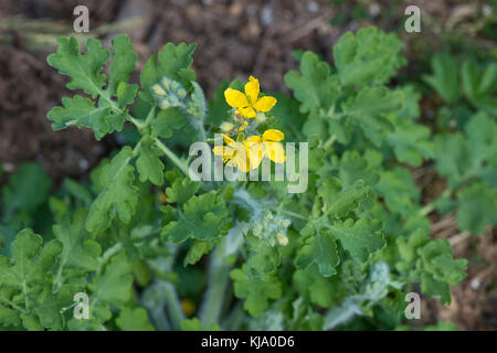 Les jeunes feuilles et fleurs d'une plus grande chélidoine, Chelidonium majus, au printemps, dans le Berkshire, Avril Banque D'Images