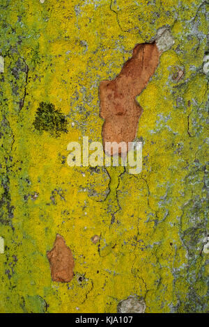 La texture de l'écorce des arbres dans la nature plein cadre Banque D'Images