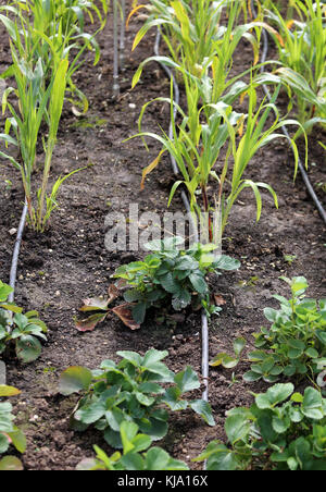Jardin potager avec les plants de fraisier et le tube pour le système d'irrigation automatique Banque D'Images