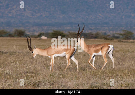 Subventions (Gazella granti), Samburu, Kenya Banque D'Images