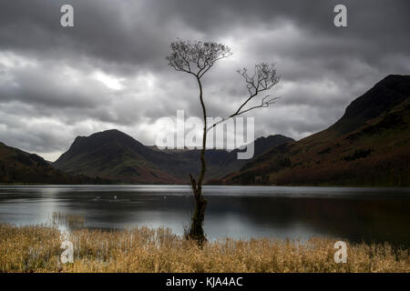 Célèbre arbre sur la rive de la lande dans le Lake District, Cumbria lake district uk Banque D'Images