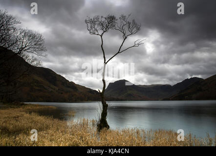 Célèbre arbre sur la rive de la lande dans le Lake District, Cumbria lake district uk Banque D'Images