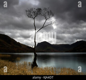 Célèbre arbre sur la rive de la lande dans le Lake District, Cumbria lake district uk Banque D'Images